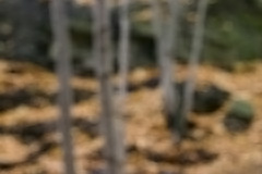 Hollander Maui - Focuso Photographer