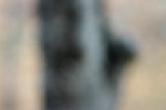 Hollander Maui - Focuso Photographer